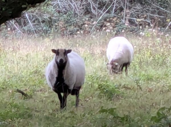 Badger Faced sheep